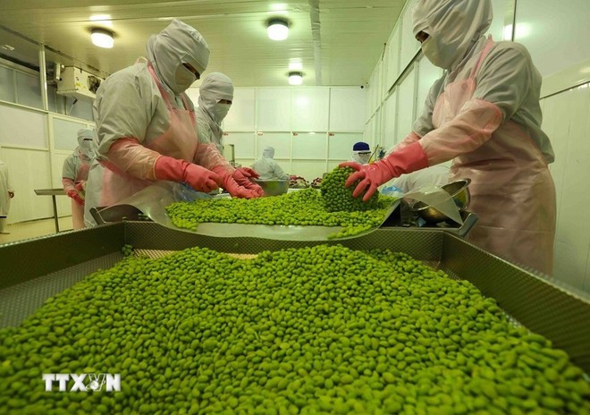 Workers process soybean for exports. (Photo: VNA) Workers process soybean for exports. (Photo: VNA)