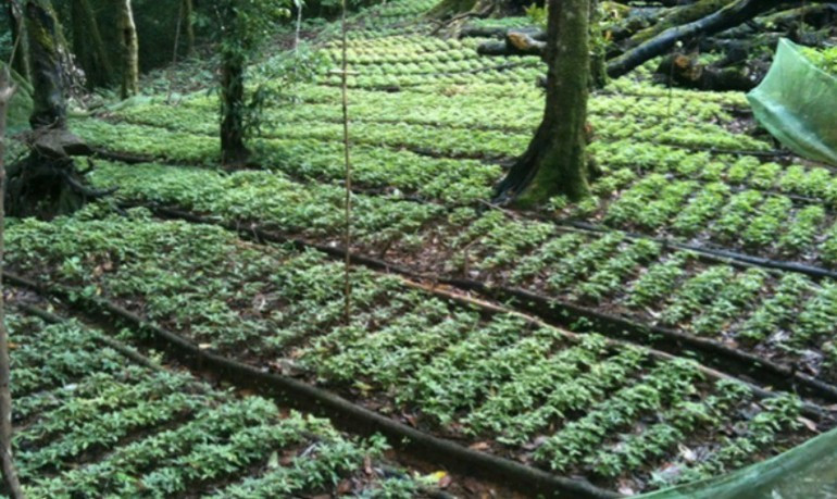 Quang Nam Province has been expanding areas under Ngoc Linh ginseng cultivation. sgdf-3935.jpg