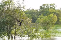 A view of Zone A1, Tram Chim National Park (Photo: Huu Nghia)