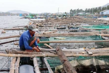Aquaculture farmers in Cu Mong lagoon (Dak Lak Province) work to rebuild cages and rafts to raise the few fish that survived the storm, while preparing for a new season. (Photo: VNA)