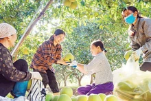 Pomelo cultivation contributes to a stable income for many households in Vinh Phu Commune, Phu Tho Province. (Photo: PHUNG HAI)