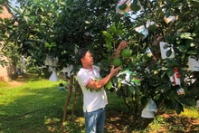People in Phu Tho Province tend pomelo trees. (Photo: nhandan.vn)