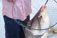 Basa is used in many tasty dishes loved by ordinary people.