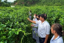Pham Viet Trung introduces the properties and effects of the Gymnema sylvestre plant.
