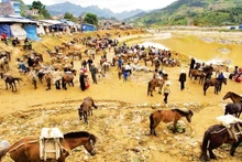 A corner of the horse-trading area at the Bac Ha market (Lao Cai).