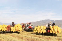Rice harvest on a large-scale field in An Giang Province. (Photo: ANH MINH)