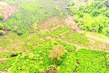 With more than 24,000 hectares under cultivation, and an estimated output of nearly 38,000 tonnes of coffee beans, coffee has firmly established itself as a major crop of Son La. (Photo: nhandan.vn)