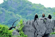 The success of the Cat Ba Langur Conservation Project is a welcome sign in the ongoing efforts to protect the environment within the Ha Long Bay–Cat Ba Archipelago World Heritage complex. (Source: Cat Ba National Park)