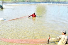 Ca Mau has the largest shrimp farming area in the country, providing abundant potential for enterprises to expand shrimp processing for export. (Photo: nhandan.vn)