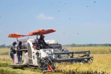 Farmers in the Long Xuyen Quadrangle harvest rice. (Photo: nhandan.vn)