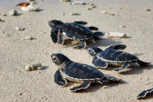 Newly hatched baby turtles make their way towards the sea, beginning their journey of life. (Photo: HAI LAM)