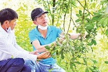 Sustainable development of macadamia