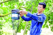Farmers in Xuan Van Commune, Tuyen Quang Province, using traps to control pests in Soi Ha pomelo orchards. (Photo: nhandan.vn)