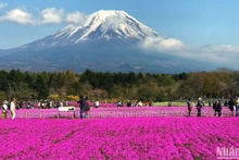 Japan remains one of the most popular destinations for Vietnamese tourists. (Photo: nhandan.vn)