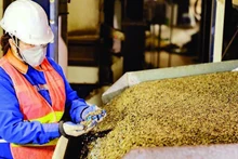 Controlling the quality of exported coffee at Dak Lak September 2 Import-Export Company Limited. (Photo: MINH ANH)