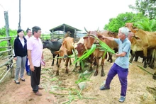 Cattle-raising model supported by policy credit loans in the border commune of Ia Lop, Dak Lak Province. (Photo: HOAI BAO)