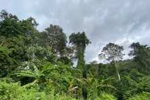 Forests play an important role in the strategy to achieve net-zero emissions (Net Zero).