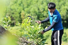 Model of acacia plantation in Thanh Hoa that helps absorb CO₂, contributing to the reduction of greenhouse gas emissions. (Photo: VNA)