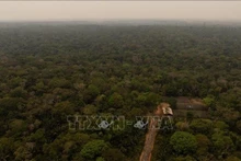 The Amazon rainforest in Brazil. (Photo: Xinhua/VNA)