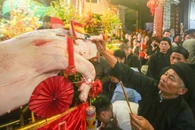 [In Pictures] Procession of giant “Lord Pigs” weighing over 200kg at La Phu Village Festival
