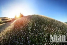 The buckwheat flower fields remain a striking attraction for visitors to Ha Giang. (Photo: VU LINH)