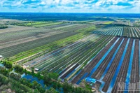Pineapple raw material area in Dong Thap Muoi (Dong Thap province).
