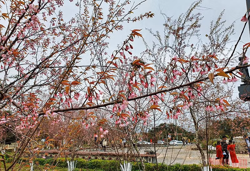 Brilliance of cherry blossom season in Kon Plong ảnh 2