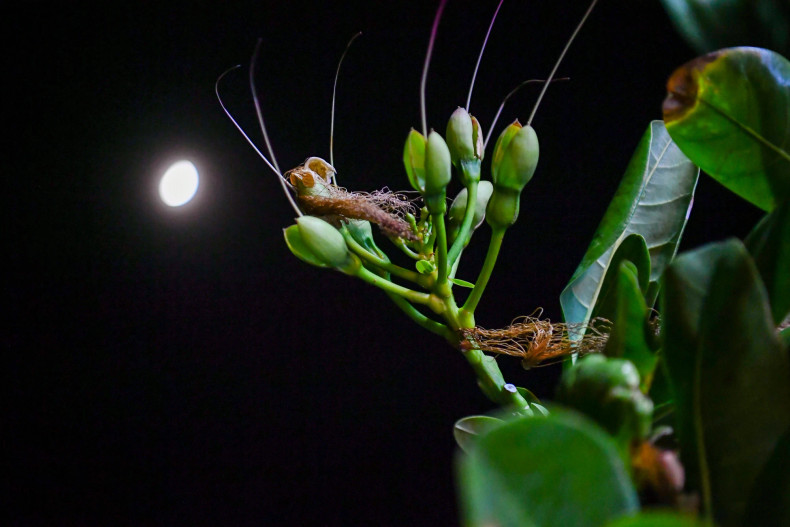 The square-fruit Malabar Almond flowers bloom only at night. Around 8 PM, the buds begin to gently open...