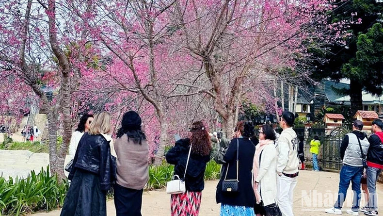 Cherry blossoms bloom in the suburbs of Da Lat. Cherry blossoms bloom in the suburbs of Da Lat.
