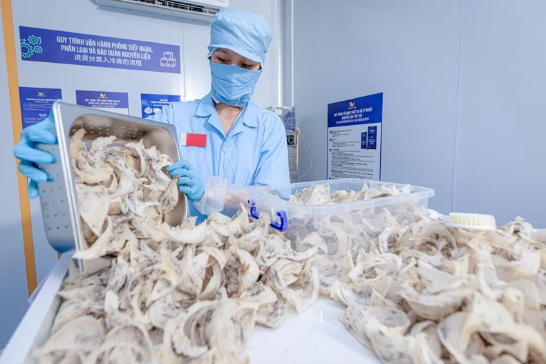 The country has 42 out of 63 provinces raising bird's nests with over 22,000 bird's nest houses. Vietnam's bird's nest output reached about 150 tonnes.