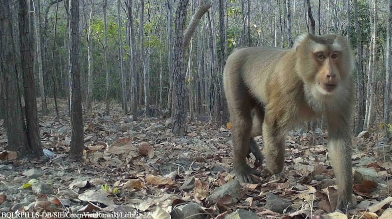 Pig-tailed macaque. (Photo: The management board of Long Song-Da Bac protective forest)