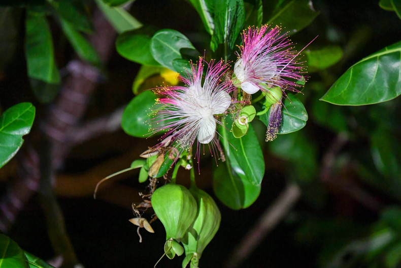 ...In moments, the entire cluster of flowers blooms release a delicate fragrance. The square-fruit Malabar Almond is often referred to as the "queen of the night”.