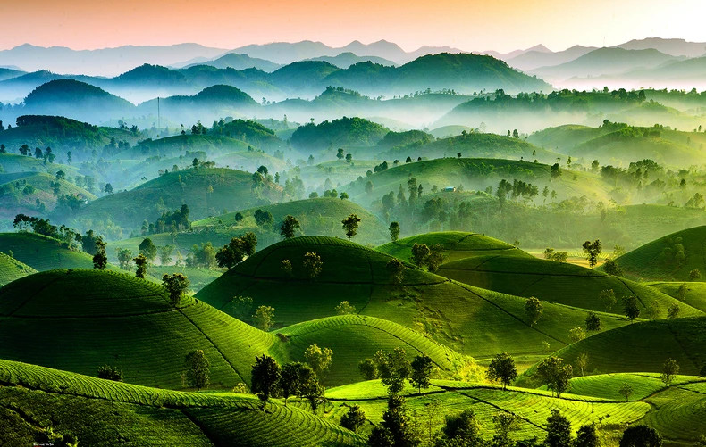 Long Coc Tea Hill in Tan Son District is a destination not to be missed by tourists visiting the ancestral land. Long Coc Tea Hill in Tan Son District is a destination not to be missed by tourists visiting the ancestral land.