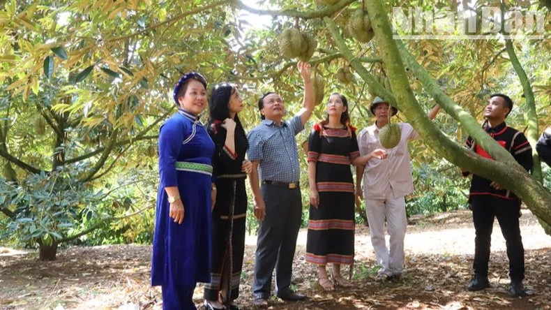Up to now, Krong Pac District has the largest durian cultivation area in Dak Lak Province, and the quality and flavour of durians from this area are also the most fragrant and delicious in the province. Up to now, Krong Pac District has the largest durian cultivation area in Dak Lak Province, and the quality and flavour of durians from this area are also the most fragrant and delicious in the province.