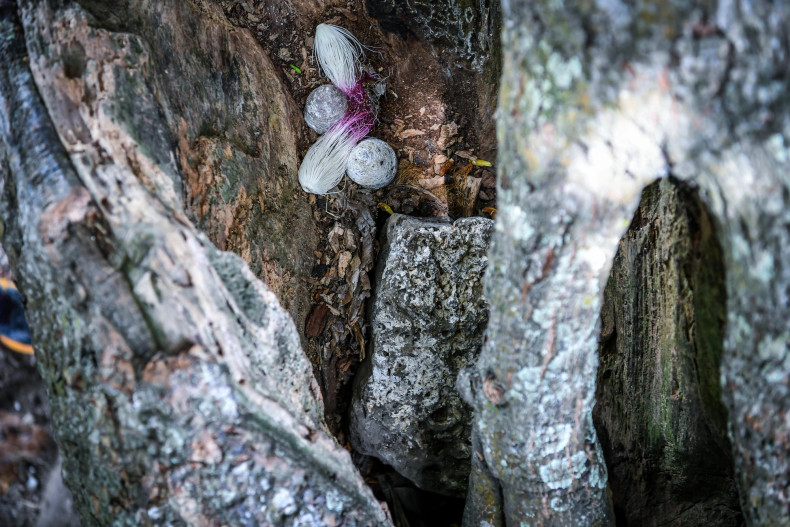 The exact age of these trees is unknown, but their trunks have grown so large that three people cannot embrace them fully by linking hands.