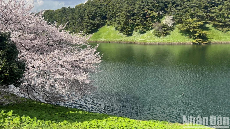 In recent years, the experience of admiring cherry blossoms has attracted a large number of tourists to Japan, including Vietnamese. In recent years, the experience of admiring cherry blossoms has attracted a large number of tourists to Japan, including Vietnamese.