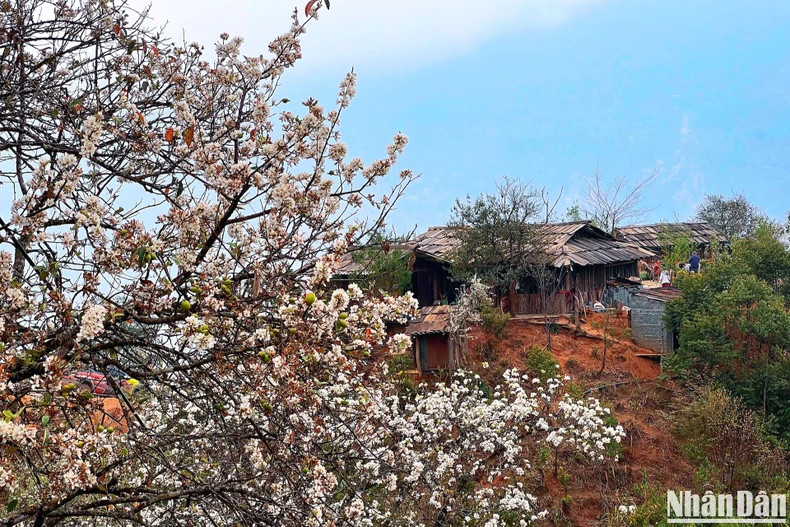 ‘Son tra’ is a perennial woody tree. ‘Son tra’ flower has five ivory white petals and yellow pistils. It is quite similar to plum and pear flowers, but its size is completely different. The flowers bloom when the leaves have fallen, creating beautiful white flower clusters.