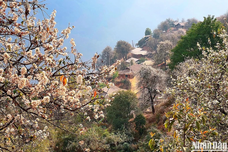 The poetic scene of Nam Nghiep Village during the ‘son tra’ flower season.