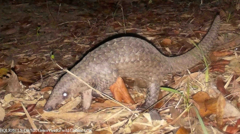 Javan pangolin. (Photo: The management board of Long Song-Da Bac protective forest)