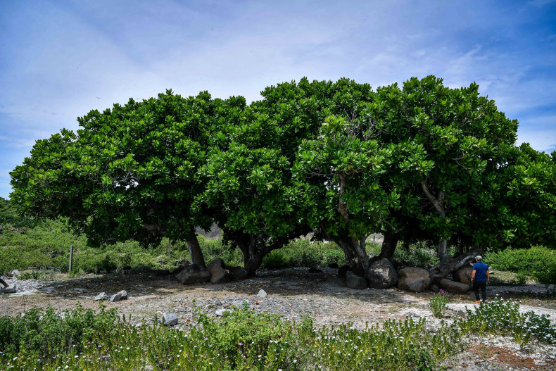 Long-serving officials on the island shared that the square-fruit Malabar Almond trees been present on Con Co for hundreds of years. Photo: two ancient square-fruit Malabar Almond trees provide cool shade along the edge of the island.