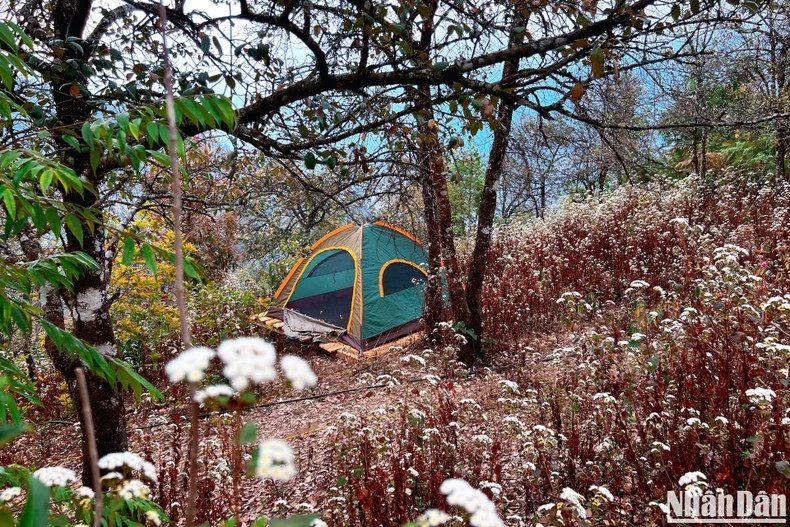 In addition to homestays, camping under the forest canopy is also popular, especially among young tourists.