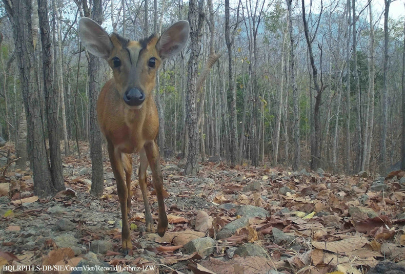 Red muntjac. (Photo: The management board of Long Song-Da Bac protective forest)