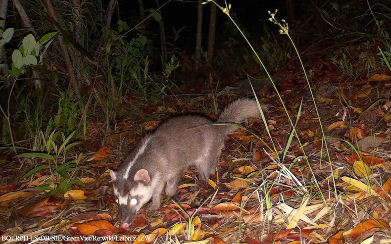 Striped palm civet. (Photo: The management board of Long Song-Da Bac protective forest)