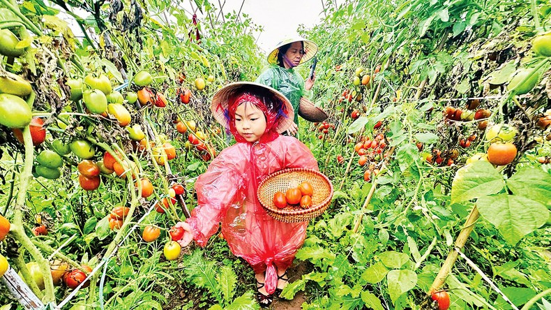 Tourists are picking tomatoes at Giang Bien farm. (Photo: Linh Tam) Tourists are picking tomatoes at Giang Bien farm. (Photo: Linh Tam)