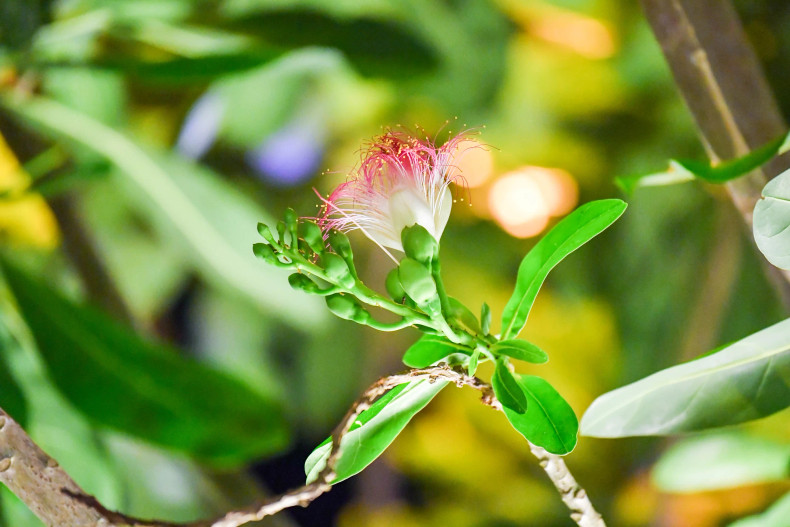 A cluster of square-fruit Malabar Almond flowers remains in the early morning sunlight.