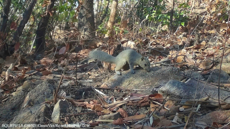 Red-bellied squirrel. (Photo: The management board of Long Song-Da Bac protective forest)