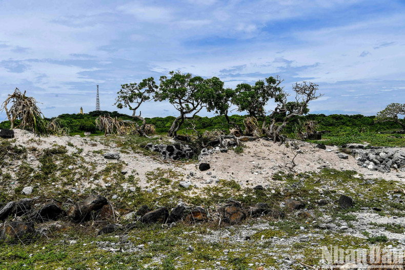 Formed by volcanic activity over 40,000 years ago, Con Co Island holds geological and ecological values, resembling a natural museum with its unique basalt rock terraces along the coast, small pristine beaches created from coral fragments, seashells, and sand, and clear, stable-temperature waters. Formed by volcanic activity over 40,000 years ago, Con Co Island holds geological and ecological values, resembling a natural museum with its unique basalt rock terraces along the coast, small pristine beaches created from coral fragments, seashells, and sand, and clear, stable-temperature waters.