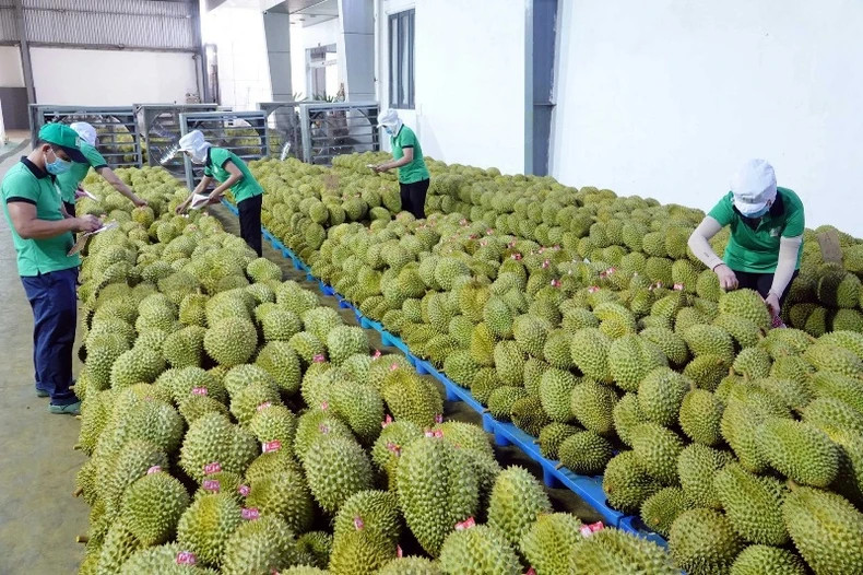 Durian is currently the "top performer" in the fruit and vegetable export sector.