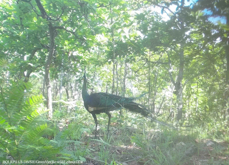 Peacock. (Photo: The management board of Long Song-Da Bac protective forest)