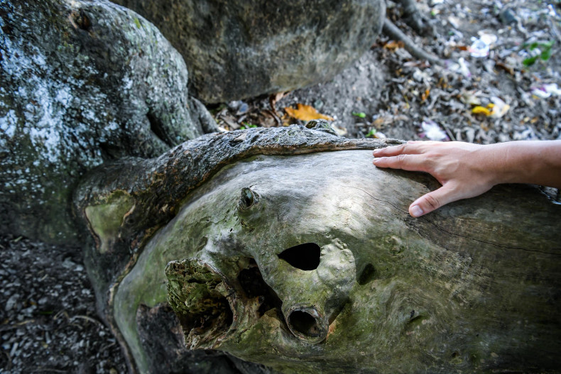Over the years, the tree trunks have been bearing the marks of time.